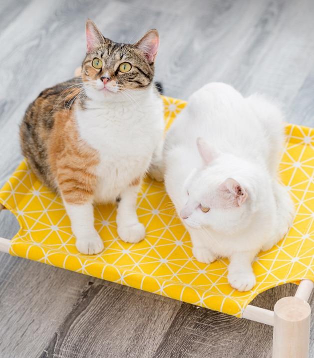 Elevated Cat Hammocks Bed